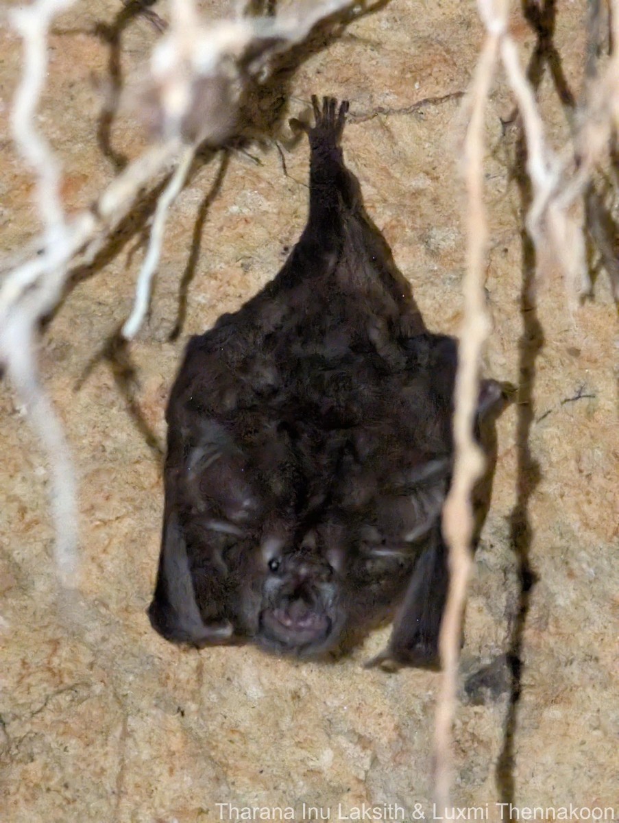 Rhinolophus beddomei Anderson, 1905
